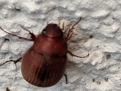 Maladera formosae