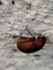 Maladera formosae