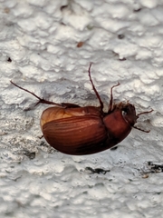 Maladera formosae