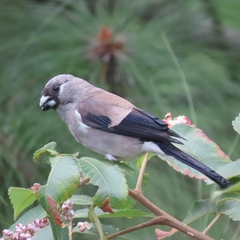 Brown Bullfinch photo 2