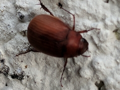 Maladera formosae
