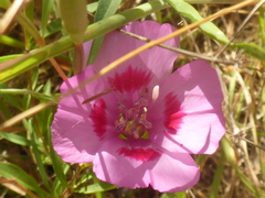 Clarkia amoena