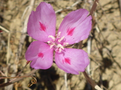 Clarkia amoena