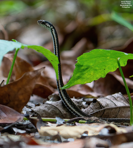 White-lined Water Snake