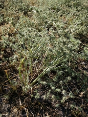 Eryngium castrense