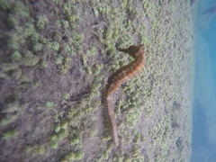 Hippocampus ingens
