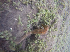 Hippocampus ingens