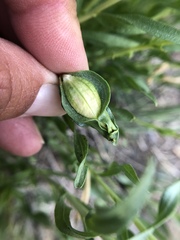 Gnorimoschema octomaculella