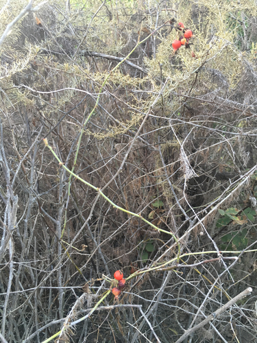 iNaturalist observation photo of California Wild Rose
