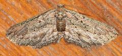 Hebdomophruda