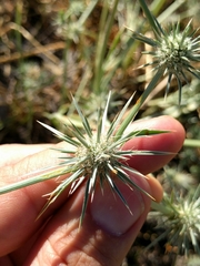 Eryngium castrense