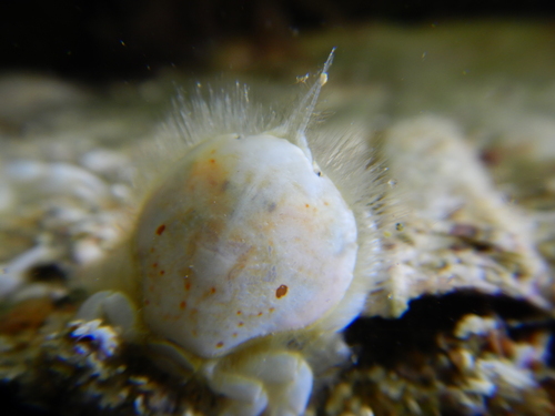 Thumbnail Crab, Seymour, photo 10 of 10