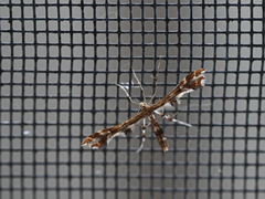 Geina periscelidactylus