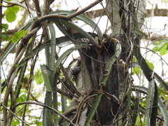 Selenicereus ocamponis