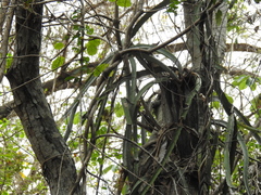 Selenicereus ocamponis