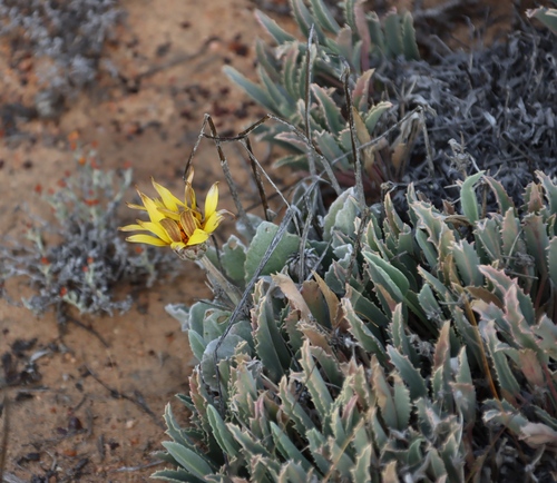 Sandveld Storksbill (Pelargonium oenotherae)