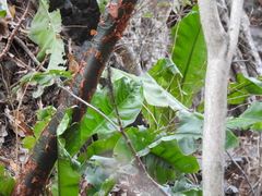 Anthurium schlechtendalii