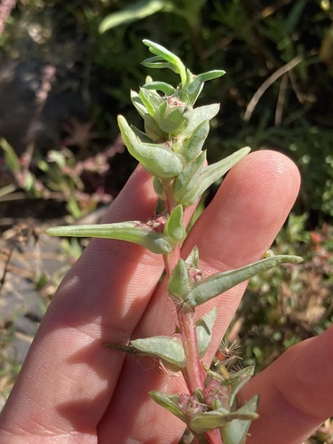 Image of Salsola soda by (c) Adam J. Searcy, some rights reserved (CC BY)