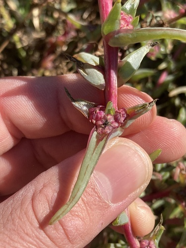 Image of Salsola soda by (c) Adam J. Searcy, some rights reserved (CC BY)