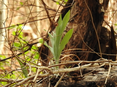 Catasetinae