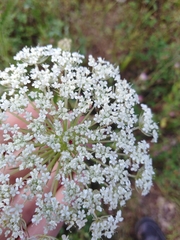 Daucus carota