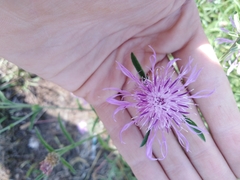 Centaurea jacea