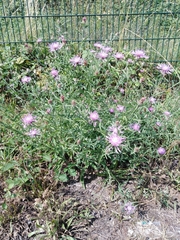 Centaurea jacea