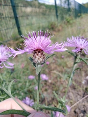 Centaurea jacea