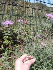 Centaurea jacea
