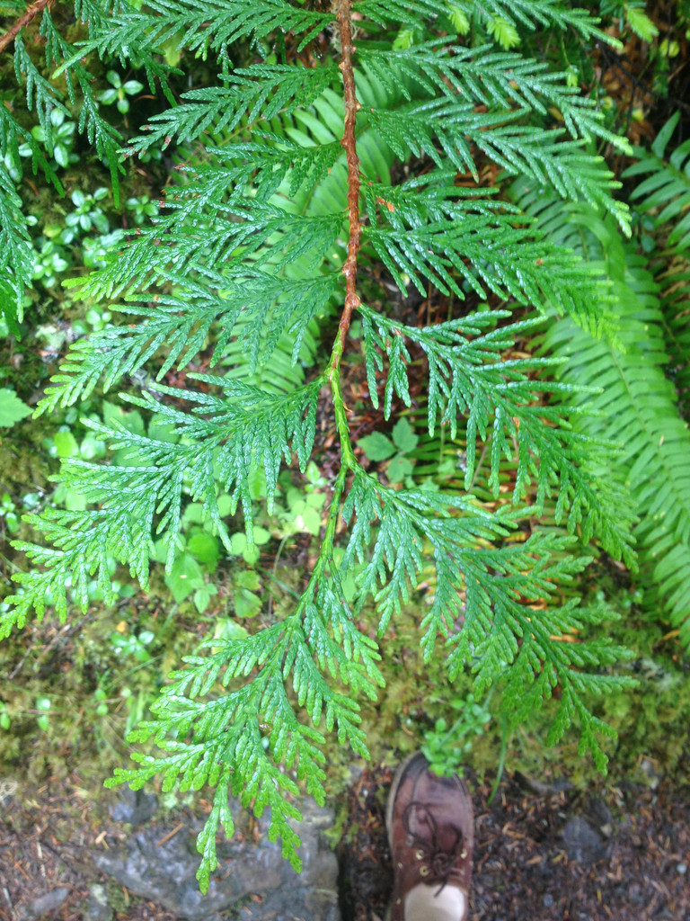 western redcedar from Washington, United States on June 24, 2013 at 12: ...