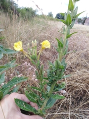 Oenothera × fallax