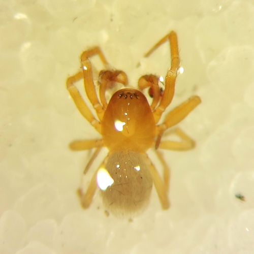 Oreonetides rotundus