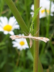 Gillmeria pallidactyla