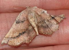 Drepanogynis mixtaria