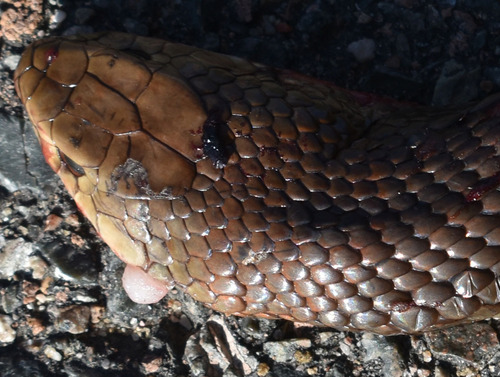 Eastern Brown Snake sighting