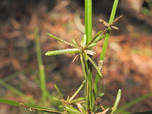 Cyperus trinervis