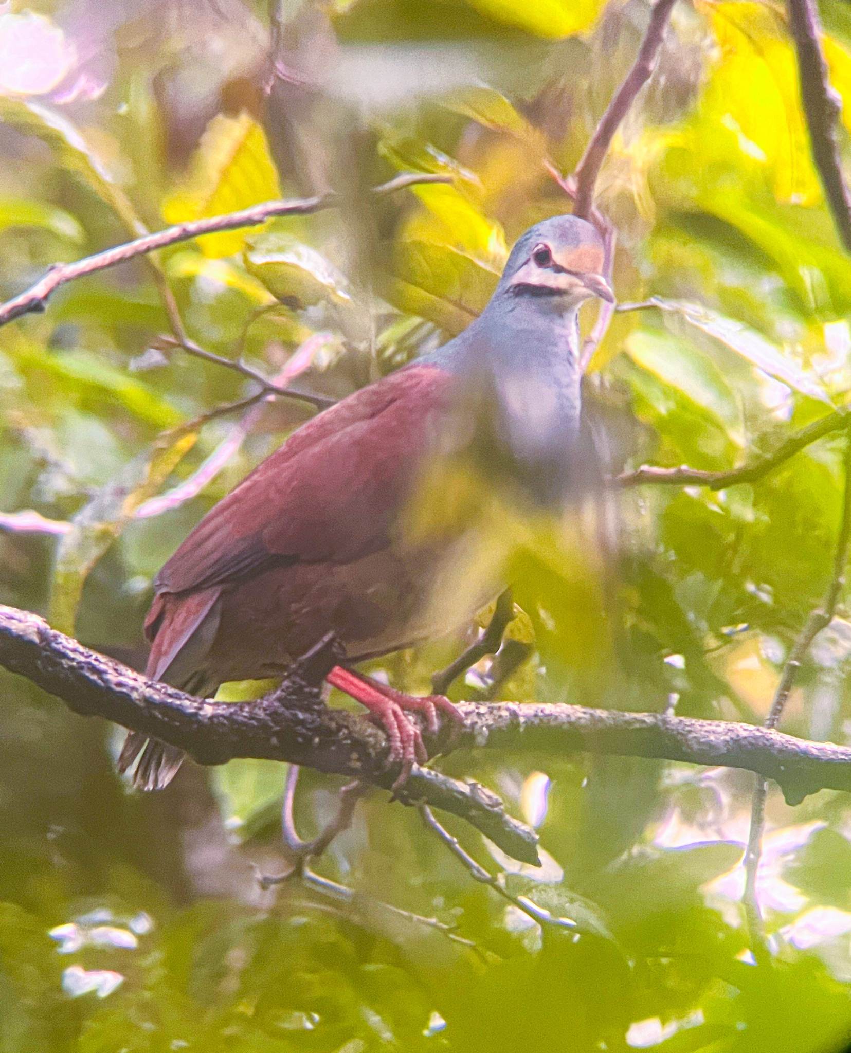 Buff-fronted Quail-Dove (Zentrygon costaricensis)