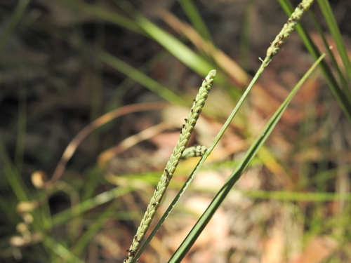 Kodo millet (Paspalum scrobiculatum)