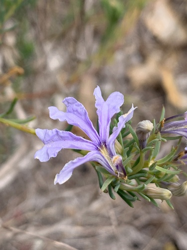 Image of Leschenaultia floribunda by (c) tessskye, some rights reserved (CC BY)