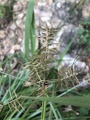 Cyperus pseudothyrsiflorus