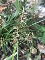 Cyperus pseudothyrsiflorus