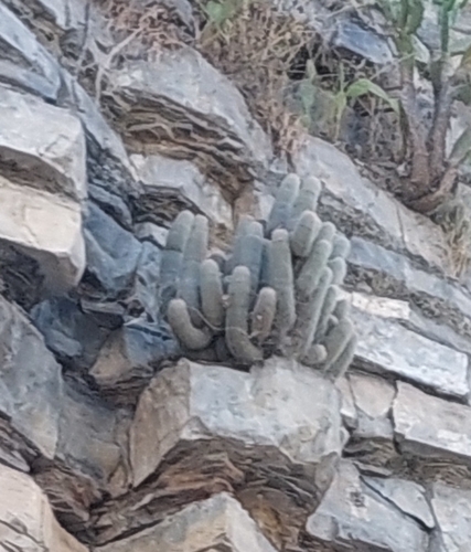 Mammillaria guerreronis