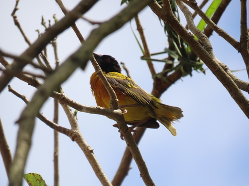 Village Weaver