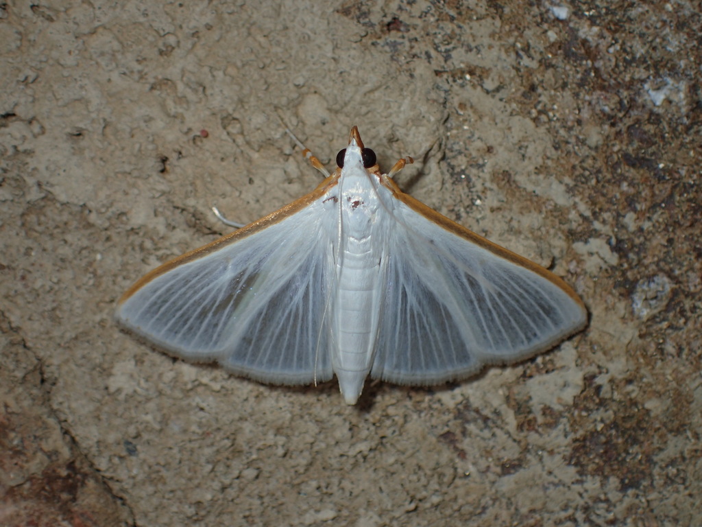 Kimball's Palpita Moth