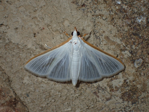 Kimball's Palpita Moth