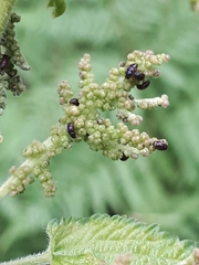 Brachypterus urticae