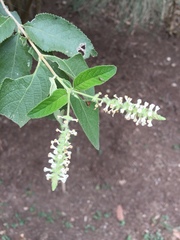Aloysia gratissima