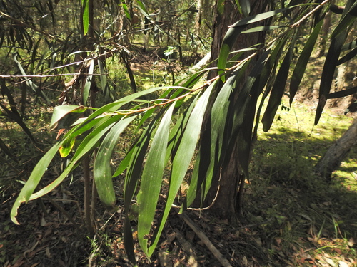 Image of Acacia maidenii by (c) Scott W. Gavins, some rights reserved (CC BY)