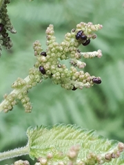 Brachypterus urticae