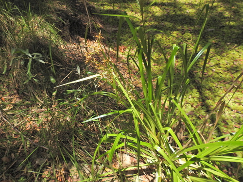 Image of Rhynchospora corymbosa by (c) Scott W. Gavins, some rights reserved (CC BY)